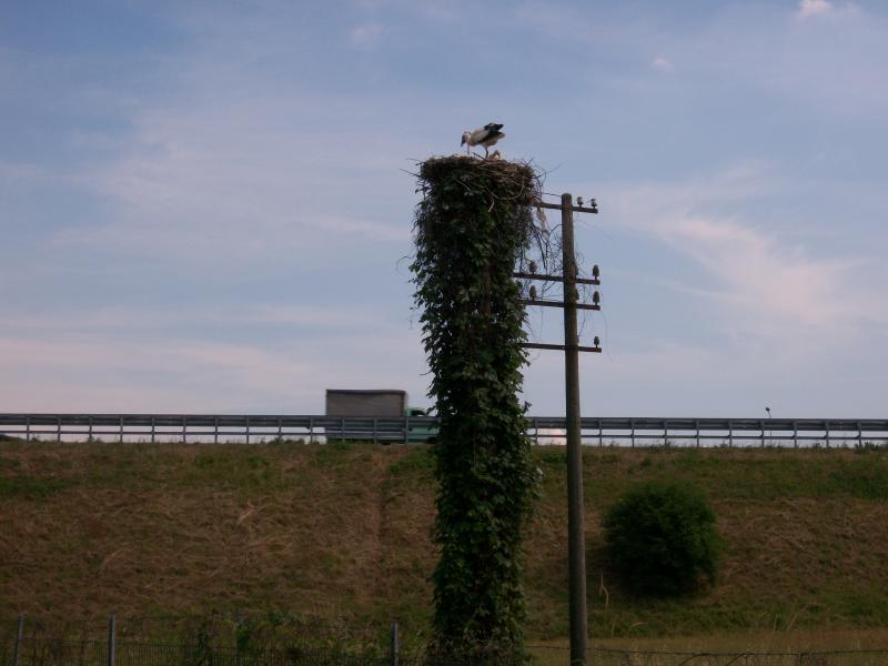 LE CICOGNE IN TANGENZIALE